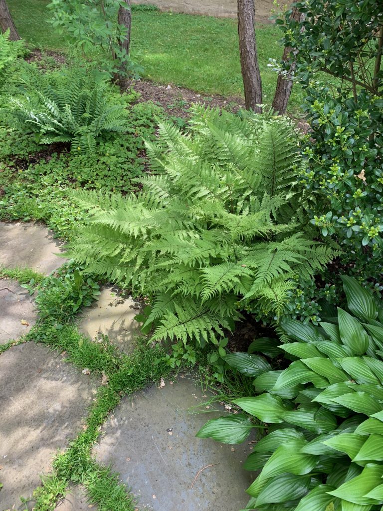 Best Native Ferns for an Ecological Landscape|NY, CT & NJ - Green Jay ...