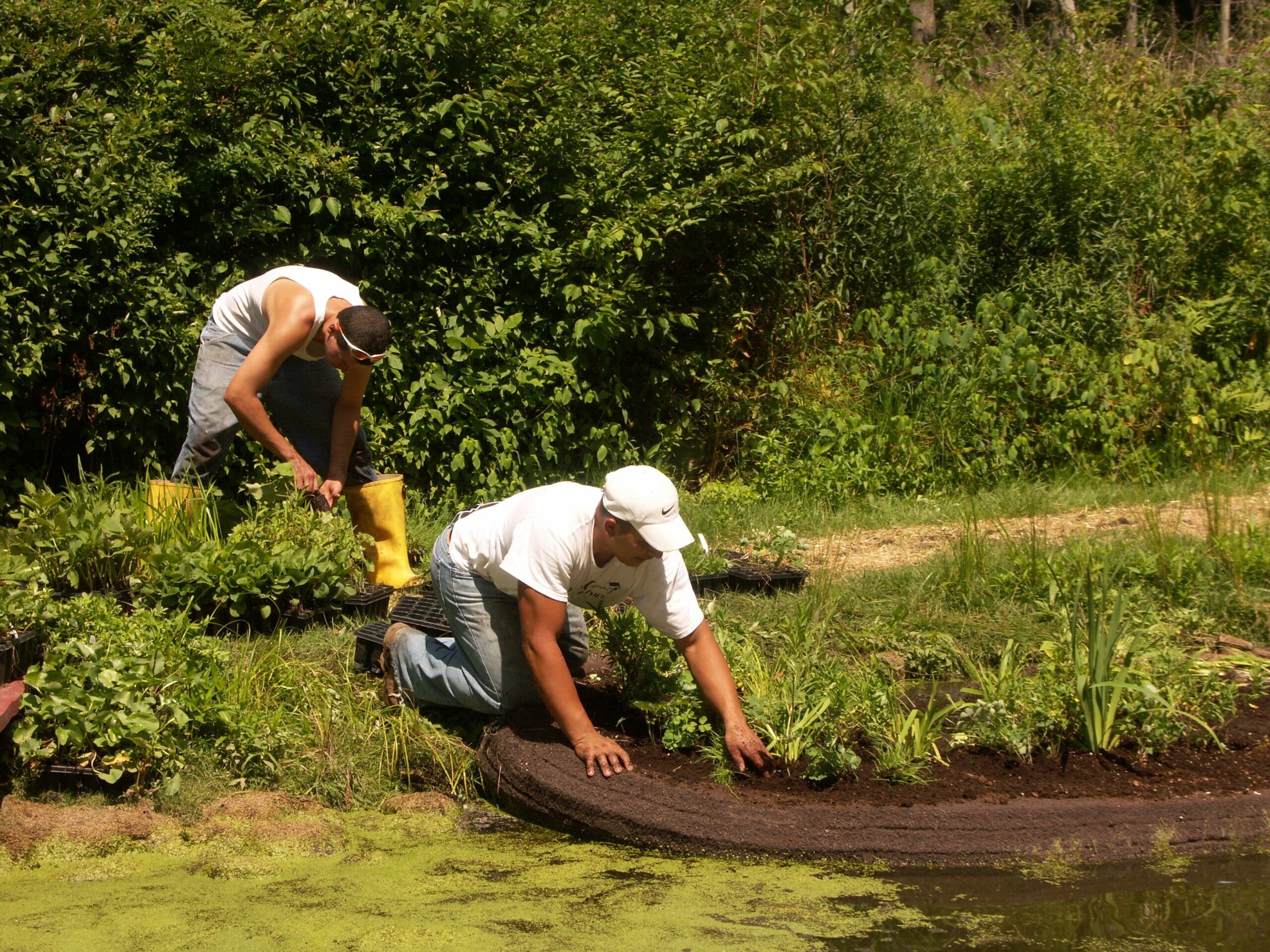 Wetland Restoration